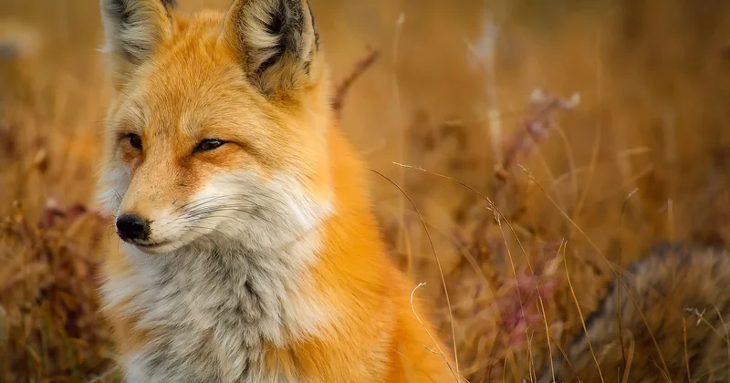 Séjour nature sauvage en France : où trouver vraiment du sauvage